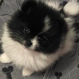 Loralei - Black parti female Pomeranian puppy in Arizona from Ma Petite Amore Pomeranians
