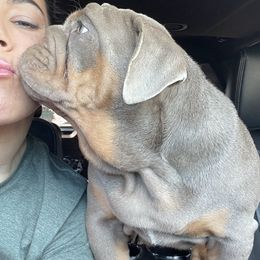 Bulldog Puppies from Bougie Bullies & Birds LLC