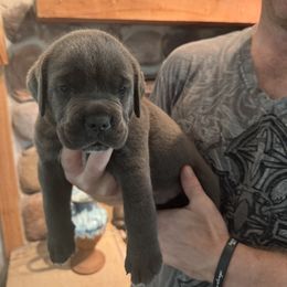 Cane Corso Puppies from Protectors in the Palms