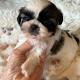 AKC - Nacho Champion Bloodline - Tricolor male Shih Tzu puppy in Long Beach, California from Prieto Shih-Tzu's