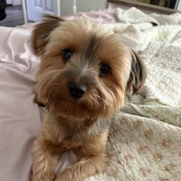 Lillybug - Yorkshire Terrier