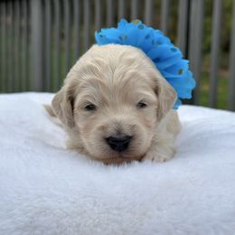 Snowflake - Cream female Goldendoodle puppy in Rainier, Oregon from Beaver Springs Puppies