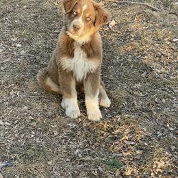 Australian Shepherd Puppies from Corbridge Aussies