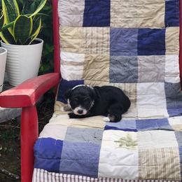 Cadbury - Black tri male Miniature Australian Shepherd puppy in Gainesboro, Tennessee from Family Tradition