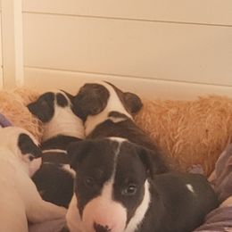 Bull Terrier Puppies from Rockbuster Bull Terriers