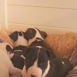Bull Terrier Puppies from Rockbuster Bull Terriers