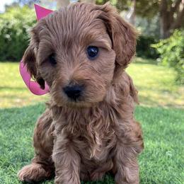 Pink Collar - Apricot female Goldendoodle puppy in Waterford, California from Windy Hill Doodles