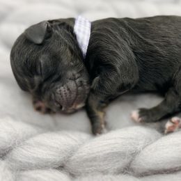 Angelina - Black phantom Aussiedoodle puppy in Chattanooga, Tennessee from Remedy Ridge Aussiedoodles