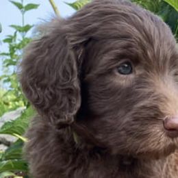 Aussiedoodles, Goldendoodles, Miniature Schnauzers, Poodles, and Schnoodles from Oopsie Doodles