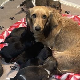 Dachshunds from Lone Star Longhair Dachshunds