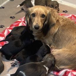 Dachshunds from Lone Star Longhair Dachshunds