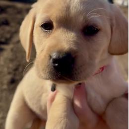 Jenny - Yellow female Labrador Retriever puppy in Baldwin City, Kansas from Hedge Lane Labradors