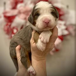 Aspen - Blue merle female Bernedoodle puppy in Idaho from Bernese By Barzees