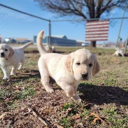 August - Light golden male Golden Retriever puppy in Seymour, Missouri from High Road Golden Retrievers