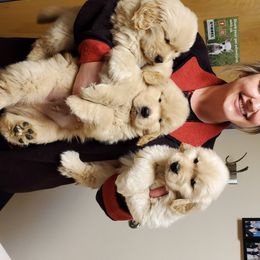 Golden Retriever Puppies from SUN-GOLDEN KENNELS
