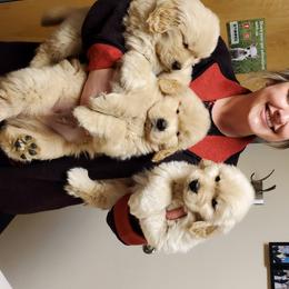 Golden Retriever Puppies from SUN-GOLDEN KENNELS