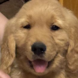 Bearcat - Golden Retriever puppy from Nacimiento Golden Dogs