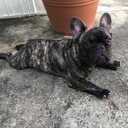 Boy 4 - Brindle French Bulldog puppy in Cape Coral, Florida from Arralaine Pups