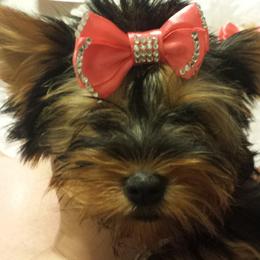 Yorkshire Terriers from Tammy's Yorkies