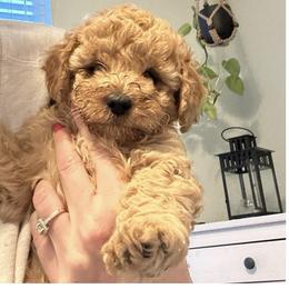 Teddy  (Lime Green Collar) - Red male Cavapoo puppy in Austin, Texas from Lucy Lou’s Cavapoos