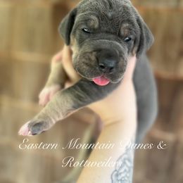 Great Dane and Rottweiler Puppies from Eastern Mountain Danes & Rottweilers
