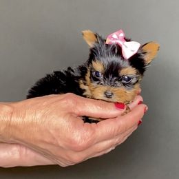 Pomeranian and Yorkshire Terrier Puppies from BC Breeders Association