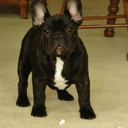 French Bulldog All Grown Up from Crestagard