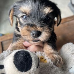 Miniature Schnauzer and Yorkshire Terrier Puppies from Copper Rose Farm