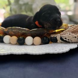 Lily - Brindle female Dachshund puppy in Asheboro, North Carolina from With Love From Maggie