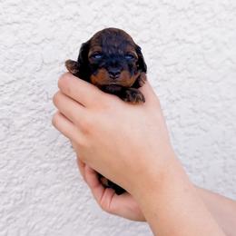 Baby Spice - Phantom female Goldendoodle puppy in Kissimmee, Florida from Poodle Doodle Kennels