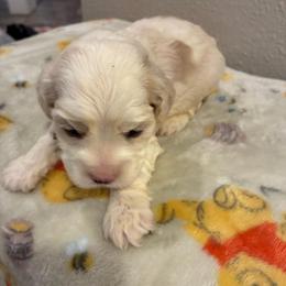 Shiloh - Cream male Cockapoo puppy in Brookings, South Dakota from Hofer Pups