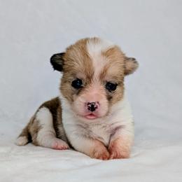 Clover - Sable merle and white female American Corgi puppy in Clarksville, Tennessee from Cold Creek Family Farm LLC
