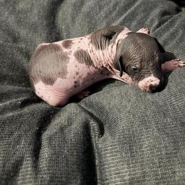 Cookies N Cream - White and black male Xoloitzcuintli puppy in Manitowoc, Wisconsin from Wonderland Kennel