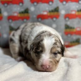 Australian Shepherd Puppies from M3 Sassafrass Ranch