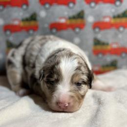 Australian Shepherd Puppies from M3 Sassafrass Ranch