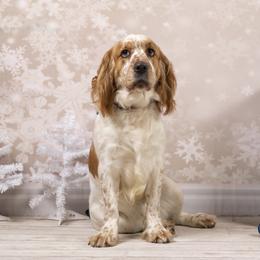 Capri - English Springer Spaniel