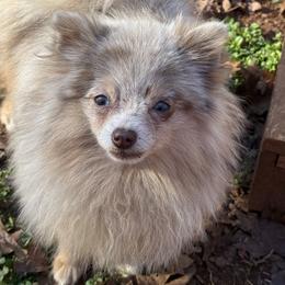 Heidi - Pomeranian