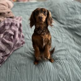 Dachshund All Grown Up from Petite Paw Dachshunds