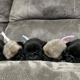 Pugs from Maria Martin