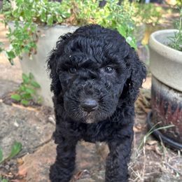 Black - Black male Goldendoodle puppy in Arlington, Texas from Chambers Doodle Patch