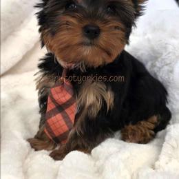 Mr. Benson - Black and gold male Yorkshire Terrier puppy in Salem, Missouri from Tiny Tot Yorkies