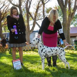 Dalmatian All Grown Up from Gateway Farm Dalmatians