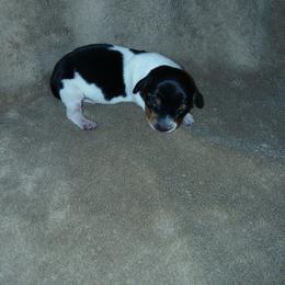 Dachshund Puppies from Dachshund Darlins