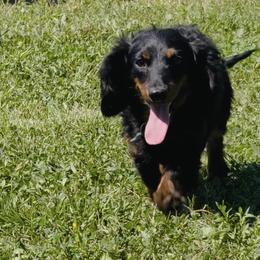 Boone - Black and tan male Dachshund puppy in Mountain Home, Arkansas from Southern Charm Kennels