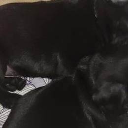 Pugs from Brenda Marquez
