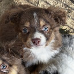 Miniature Australian Shepherd Puppies from 3J Farms Mini Aussies
