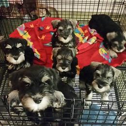Miniature Schnauzer Puppies from Majestically Made