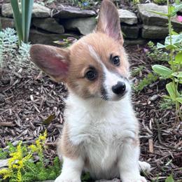 Little boy - Sable male Pembroke Welsh Corgi puppy in Grantsville Md, Maryland from Standing Oaks Kennel