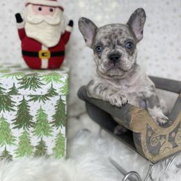 Companion Cross, French Bulldog, Goldendoodle, Pomeranian, and Yorkshire Terrier Puppies from Dbos Furry Friends