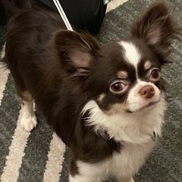 Bubbles - Chihuahua